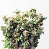 Critical Sementes de Cannabis Feminizadas