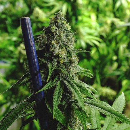Nebula CBD Feminisierte Hanfsamen