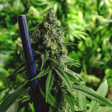 Nebula CBD Feminized Marijuana Seeds