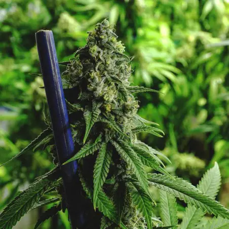Nebula CBD Feminized Marijuana Seeds