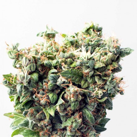 Critical Autoflowering Marijuana Seeds