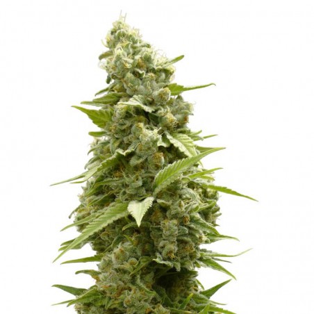 Girl Scout Cookies Feminized Marijuana Seeds