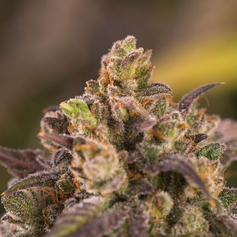 Blue Dream Feminisert Cannabis Frø
