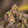 Blue Dream Feminisoitu Kannabiksen Siemenet Blue Dream Feminisoitu Kannabiksen Siemenet