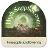 Pineapple Express Autofloraison Pineapple Express Autofloraison