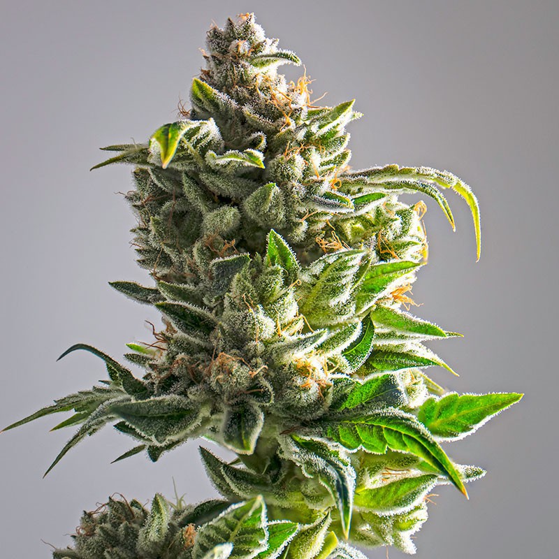 Pineapple Express Autofloraison