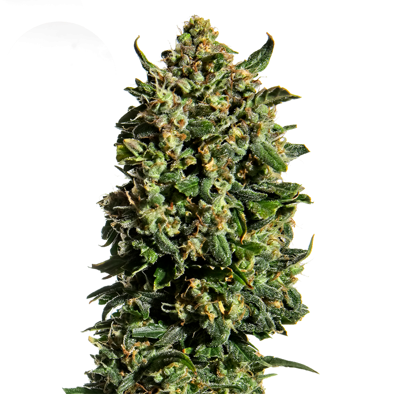 Wedding Cake Sementes de Cannabis Feminizadas
