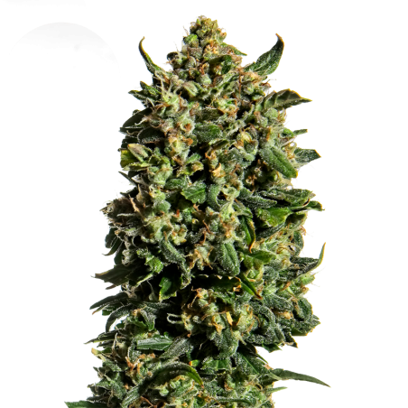 Wedding Cake Feminisoitu Kannabiksen Siemenet