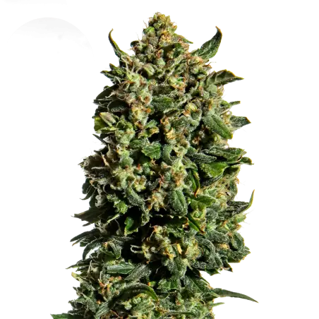 Wedding Cake Feminized Marijuana Seeds