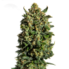 Wedding Cake Feminisoitu Kannabiksen Siemenet