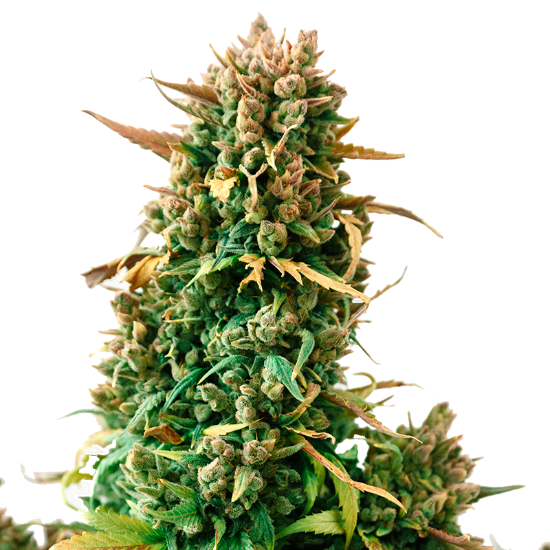 Zkittlez Sementes de Cannabis Feminizadas