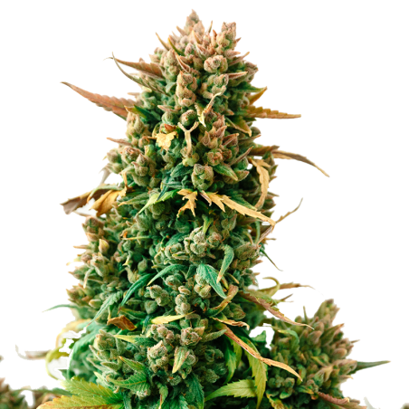 Zkittlez Feminized Marijuana Seeds