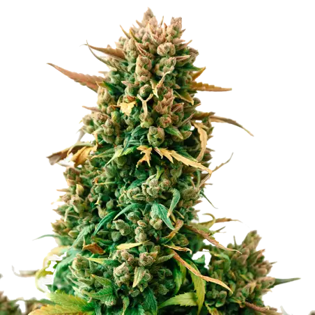 Zkittlez Feminized Marijuana Seeds