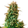 Zkittlez Femi Cannabis Frø