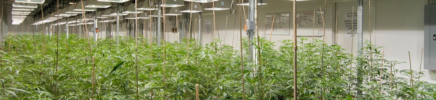 La plantation et la culture de cannabis à l\'intérieur - High Supplies La plantation et la culture de cannabis à l\'intérieur - High Supplies
