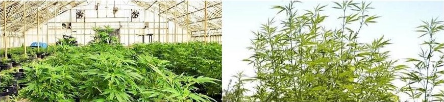 La culture de cannabis : en intérieur ou extérieur ? - High Supplies La culture de cannabis : en intérieur ou extérieur ? - High Supplies