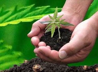 ᐅ Comprar Semillas marihuana cannabis Fetida para cultivos de marihuana  cannabis. Tienda Growshop Online República Botánica