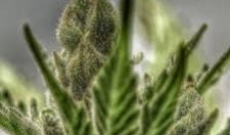 De fleurs dans Flowerbomb Kush: Une graine de cannabis florissant