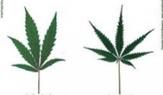 Sativa Strains versus Indica Strains:  A Brief Comparison