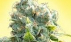 Best Autoflowering Seeds