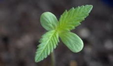 Cinque fattori un primo - cannabis coltivatore di tempo