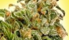 Cheese Seeds: A Very Popular Feminized Seed Among the Cultivators