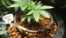 Les différents types de graines de cannabis