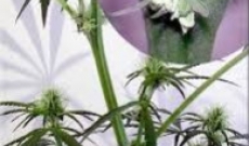 4 razões para escolher sementes de cannabis feminizadas