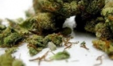 Advantages of Medicinal Cannabis Over Prescription Drugs