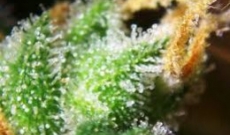 Cheap Cannabis Strains for Cultivation