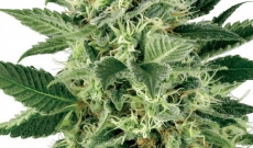 Alles wat je moet weten over Northern Light cannabiszaden