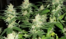 Vantagens da cannabis e das sementes Kush