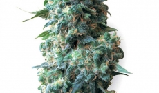 Afghanske frø gjør de største cannabis-spillene!