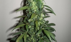 AK 48 Seeds Is A Hybrid Of Many Marijuana Plants
