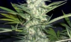 Aurora Indica Seeds Gives More Yields