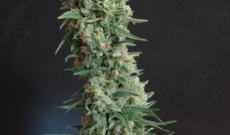 B-52 Seeds Is Best Grown Indoor