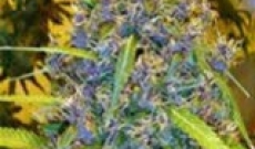 Blue Mystic seeds-one of the best cannabis hybrid