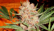 Bubblelicious Seeds Gives Pink Bubblegum Flavor