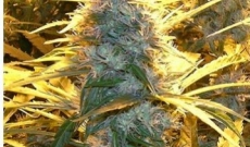 Citral Seeds Are Hybrid Of Pakistani And Super Skunk