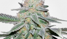 Enjoy Indica Crystal Extreme, the little secret behind marijuana ice seeds