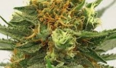 Marijuana Top 44 Seeds are too good to be true!
