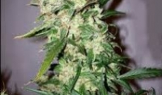 Original Haze X Skunk Seeds Not Susceptible For Molds