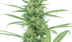 Pure Power Plant seeds always produce a high yield