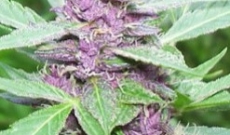 Purple Power Seeds Grows In Harsh Cold Conditions Also
