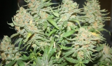 Skunk #1 Seeds: a popular hybrid of Cannabis
