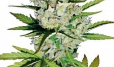 Super Skunk Seeds Have Won The Cannabis Award