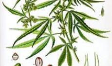 Marijuana Plant