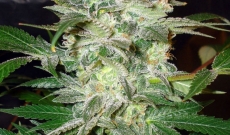 Auto Mazar Feminised Seeds