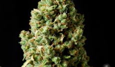 Critical Kush Feminised Seeds