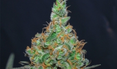 Super silver haze feminized seeds